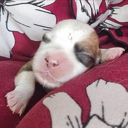 Luna - Red female Pembroke Welsh Corgi puppy in Walnut, Iowa from Michelle's House of Corgi's