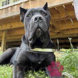 Mason - Black female Cane Corso puppy in Big Stone Gap, Virginia from Montanaro Cane Corsos