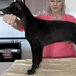 Boy 3 - Whippet puppy in Madison County, Montana from Jody Eller's Whippets
