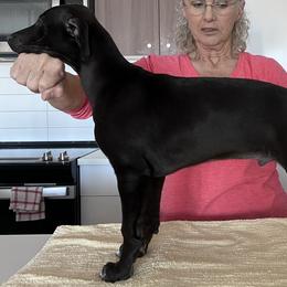 Boy 3 - Whippet puppy in Madison County, Montana from Jody Eller's Whippets