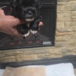 Ebony - Black and white female Shichon puppy in Norfolk, Virginia from Reynolds Family