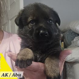 Maizie - Sable female German Shepherd puppy in Florence, Alabama from Penley Shepherds