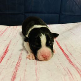 Australian Shepherd Puppies from REINVENTED.KENNELS