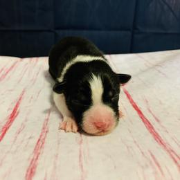 Australian Shepherd Puppies from REINVENTED.KENNELS