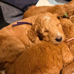 Clarissa - Purple girl - Apricot female Goldendoodle puppy in Puyallup, Washington from Dawnie’s Doodles