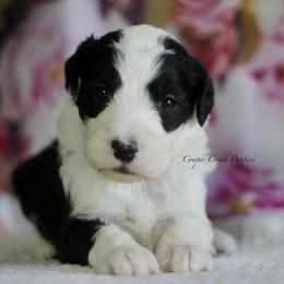 Earl - Black and white male Sheepadoodle puppy in Lowry City, Missouri from Cooper Creek Puppies