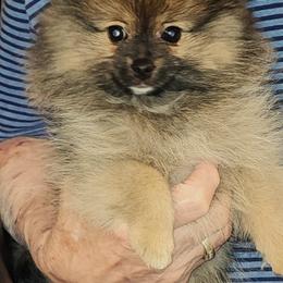 Girl 1 - Orange sable female Pomeranian puppy in Turnersville, New Jersey from MK Exquisite Poms