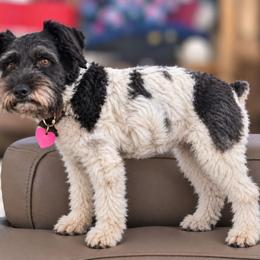 Crossroads Sweet Pup's Cookie - Parti female Miniature Schnauzer puppy in North Zulch, Texas from Sweet Pup Schnauzers