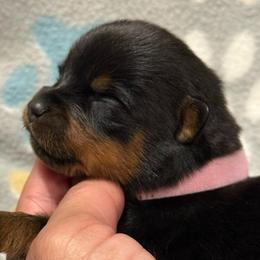 Girl 4 - Black and mahogany female Rottweiler puppy in Newfoundland, Pennsylvania from Poconopaws