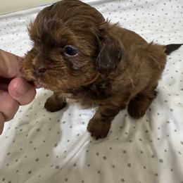 Luke - Brown male Shihpoo puppy in Cedar Springs, Michigan from Pridespoodles