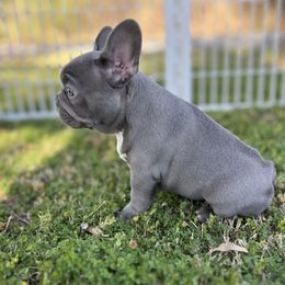 French Bulldog Puppies from Frenchies By Willows Pride