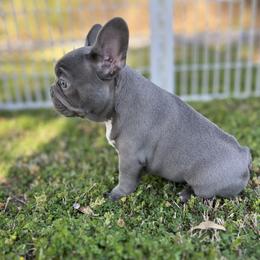 French Bulldog Puppies from Frenchies By Willows Pride