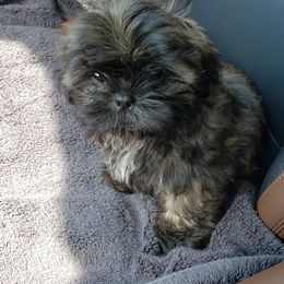Shih Tzus from Lulu's Puppies
