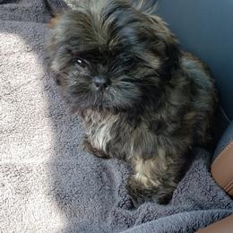 Shih Tzus from Lulu's Puppies