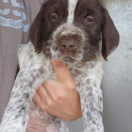 Girl 1 - Brown and gray female Wirehaired Pointing Griffon puppy in Emmett, Idaho from Idaho Wirehaired Pointing Griffons