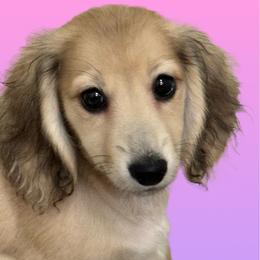 Gus Gus - Cream male Dachshund puppy in Ocala, Florida from Sugarbakers Kennel