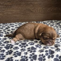 Boy 1 - Liver male Shih Tzu puppy in Meadows Of Dan, Virginia from Walt’s Shih Tzus
