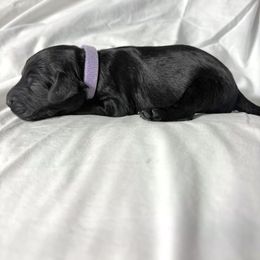Lizzy - Black female Labradoodle puppy in Watertown, Tennessee from PawfectBud