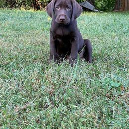 Orange - Chocolate Labrador Retriever puppy in Tabernacle, New Jersey from Glenn Farm Retrievers