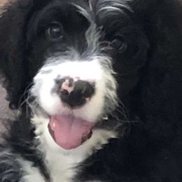 Bernedoodle and Goldendoodle Puppies from Heartfelt GoldenDoodles