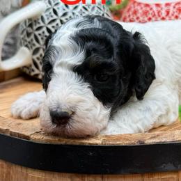 Chik - Parti female Goldendoodle puppy in Hayden, Alabama from Agape Southern Farms