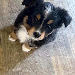 Amy - Black tri female Toy Australian Shepherd puppy in Bogata, Texas from Maple Creek Run