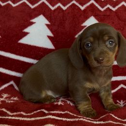 Gravy - Chocolate and tan female Dachshund puppy in Brentwood, California from Dashing Dachshunds RF