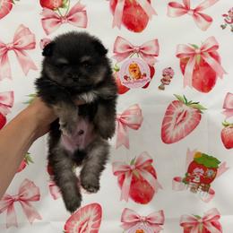 Juro - Black and tan parti male Pomeranian puppy in Visalia, California from Exotic_fresita_poms