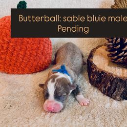 Butterball - Sable male Pembroke Welsh Corgi puppy in Norman, Oklahoma from Charm Farm Corgis