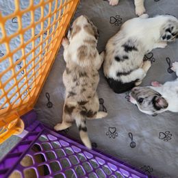 Cardigan Welsh Corgi Puppies from Savage Family Farm