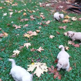 Goldendoodle puppies from Hamish's Pups