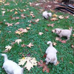 Goldendoodle puppies from Hamish's Pups