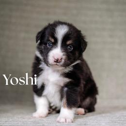 YOSHI - Black tri male Miniature American Shepherd puppy in Puyallup, Washington from FERGI’S GEMINI MAS