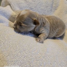 Winston - Cream male Maltipoo puppy in Tulsa, Oklahoma from Sunset Farm (Formally Florida)