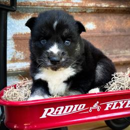 Mia - Black and white female Siberian Husky puppy in Union Grove, Alabama from Southern Siberian Life
