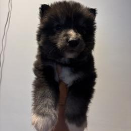 Boy 3 - Black tan and white male Siberian Husky puppy in Pelham, Alabama from Tails & Belles Dog Breeding