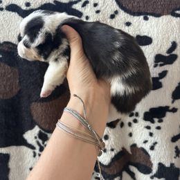 Meeko - Black and white male American Corgi puppy in Springfield, Missouri from Taylor’s Corgis