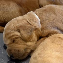 Hazel - Apricot female Goldendoodle puppy in Indiana, Pennsylvania from Kathy's Doodles