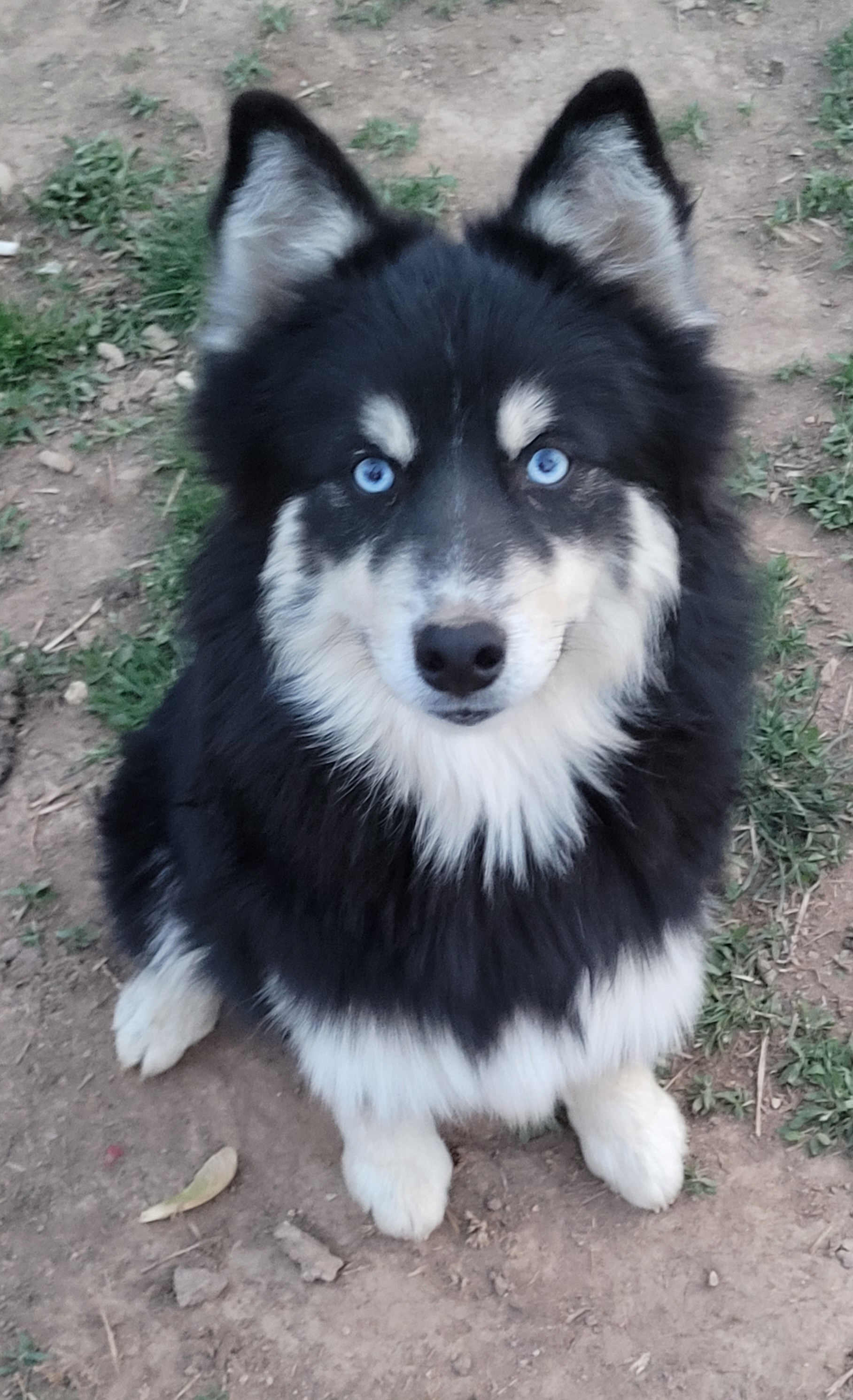 Eenie - Black and white Pomsky puppy in Stover, Missouri from Lx2 County Line Pomskis