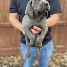 Weimaraner Puppies from Three Oak’s Kennel