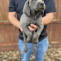 Weimaraner Puppies from Three Oak’s Kennel