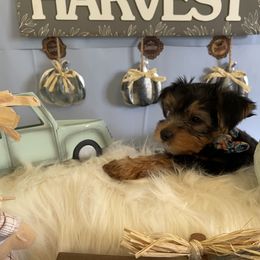 Yorkshire Terrier Puppies from Yuppie Yorkies