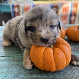 Merle 2 - Blue merle male Miniature Australian Shepherd puppy in Danville, Alabama from A&L Farms