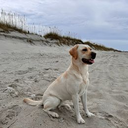 Danger - Labrador Retriever