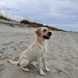 Danger - Labrador Retriever
