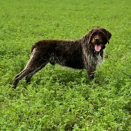 TOBY - Wirehaired Pointing Griffon