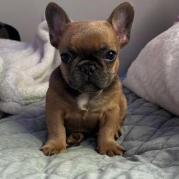 Boy 1 - Blue male French Bulldog puppy in Pennsylvania from R & C French Bulldogs