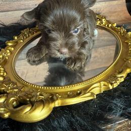 Wyatt - Chocolate, tan and white male Yorkshire Terrier puppy in Tulsa, Oklahoma from Conns Cuddly Canines