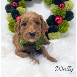 Wally - Red  male Goldendoodle puppy in State Road, North Carolina from Must Love Doodles