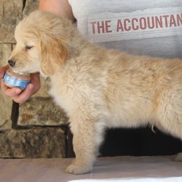 Golden Retriever Puppies from DoubleTake Goldens